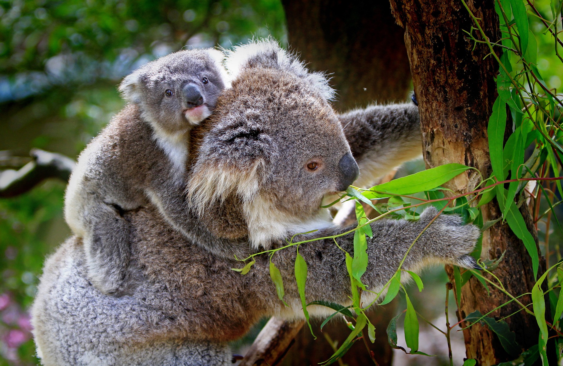 Koala Koalifications